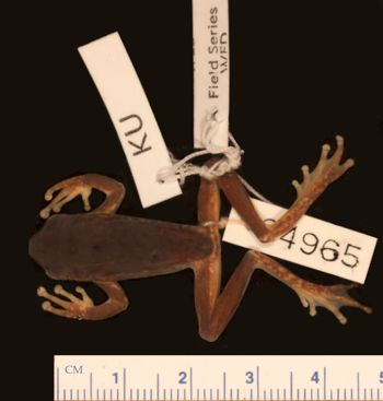 Media type: image;   Herpetology A-34965
